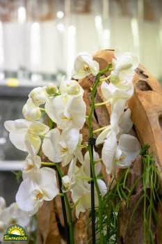 orchidée sur présentoir bois